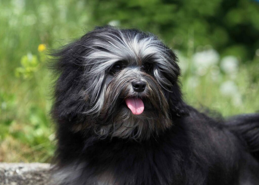 Most expensive dog in the world - Lowchen | $5,000 – $8,000