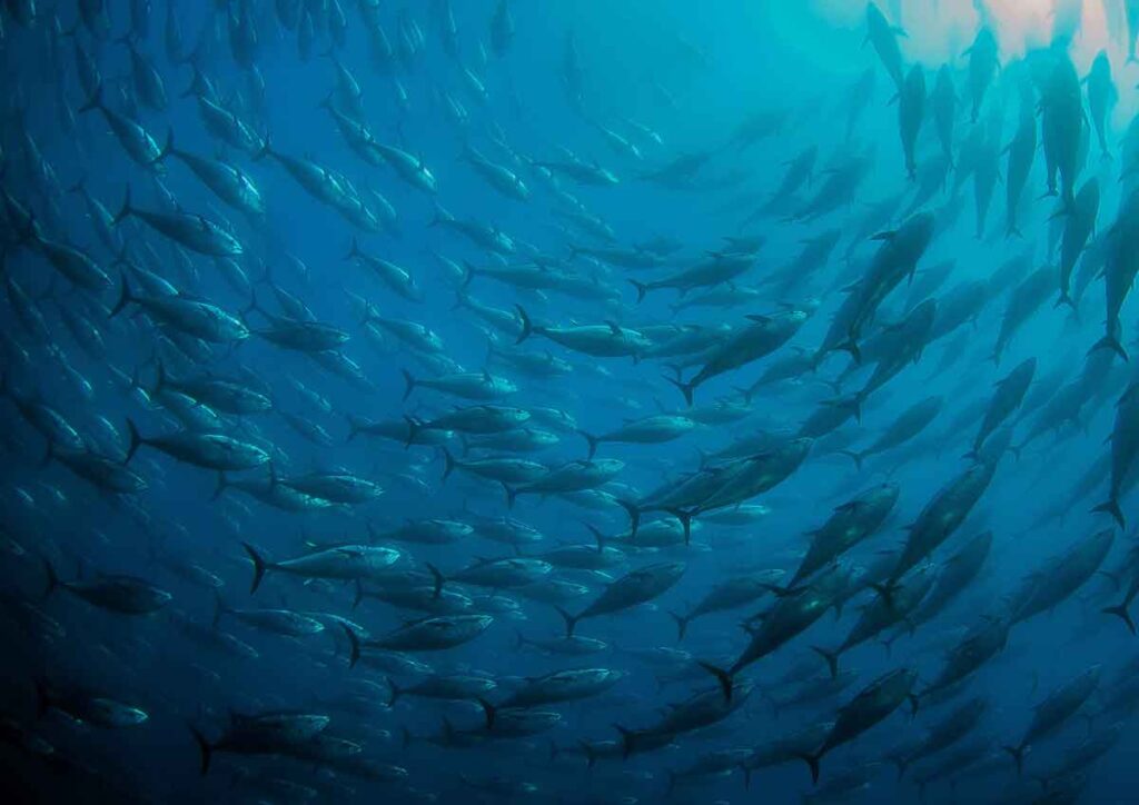 أسماك التونة الأطلسية زرقاء الزعانف لا تتكاثر في الأسر