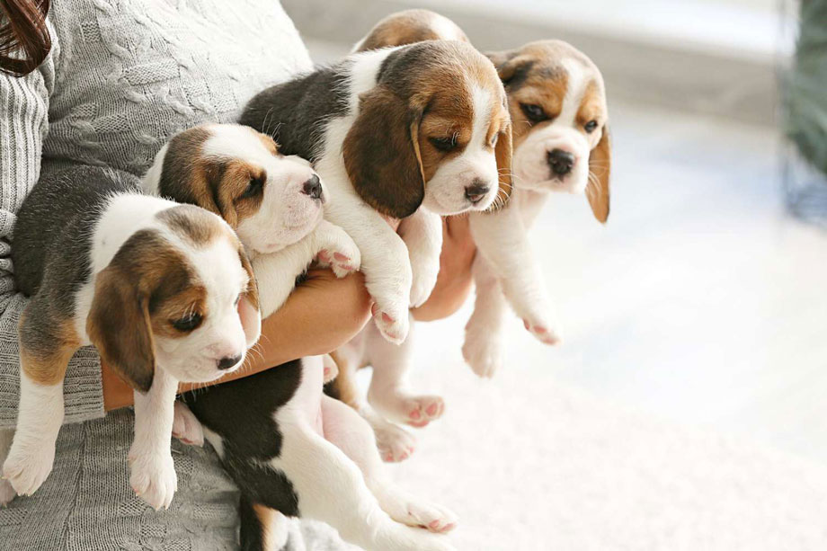 Beagle Puppies - cutest dog in the world - the cutest puppy in the world pictures