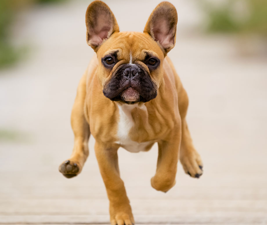 cute puppies french bulldog - cutest dog in the world