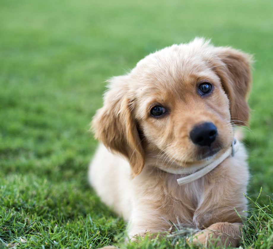 Golden Retriever Puppy - Cutest puppy in the world
