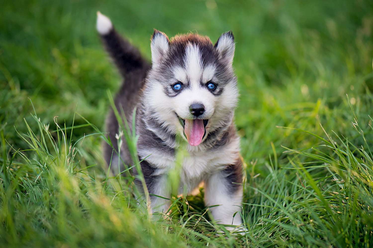 Siberian Husky Puppy - cutest dog in the world